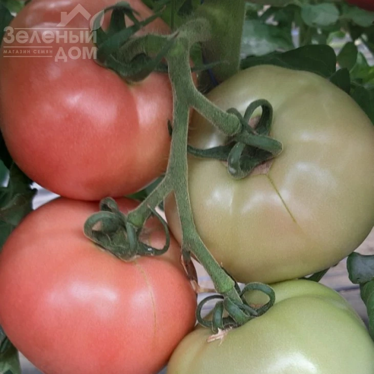 Розарий F1 / Rozariy F1 фото 4