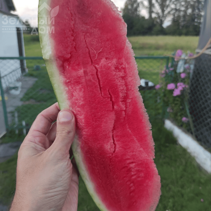 Експлорер F1 / Eksplorer F1,62-65 днів фото 2