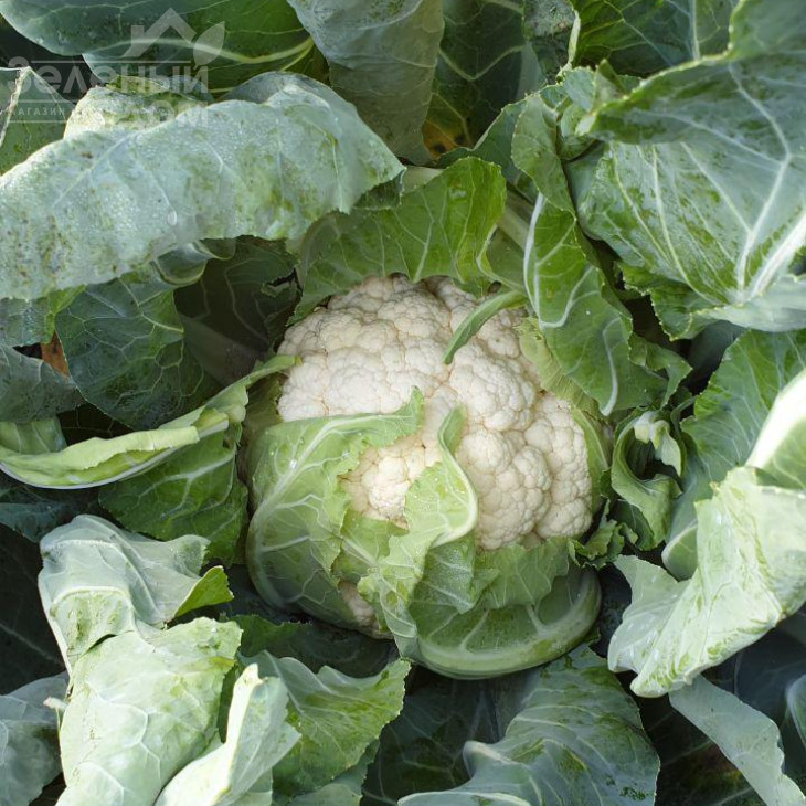 Дюрок F1 / Dyurok F1,75-80 днів  фото 1