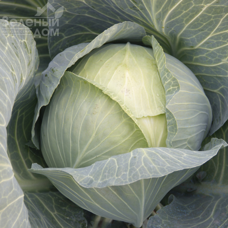 Віват F1 / Vivat F1 фото 1