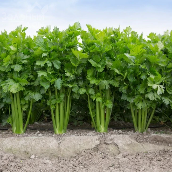 Келвин / Kelvin,140 дней фото 5