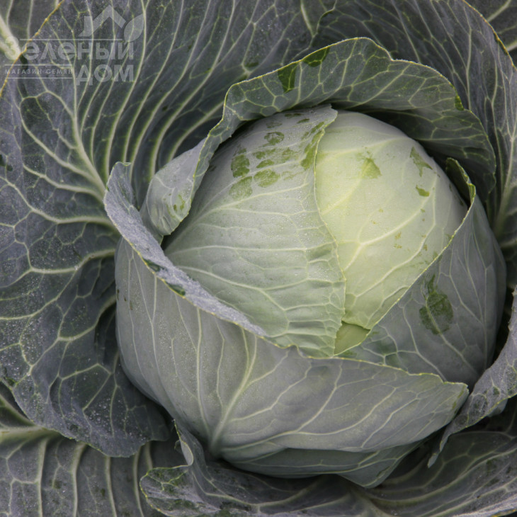 Артек F1 / Artek F1,80-85 днів фото 1