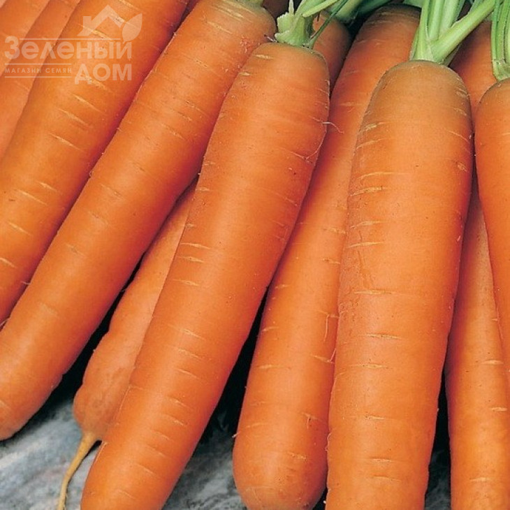 Краска / Kraska,100-110 днів фото 1