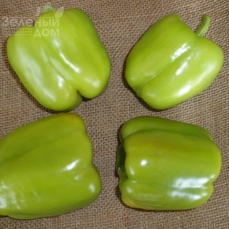 Саския F1 / Saskia F1,60-70 дней фото 1