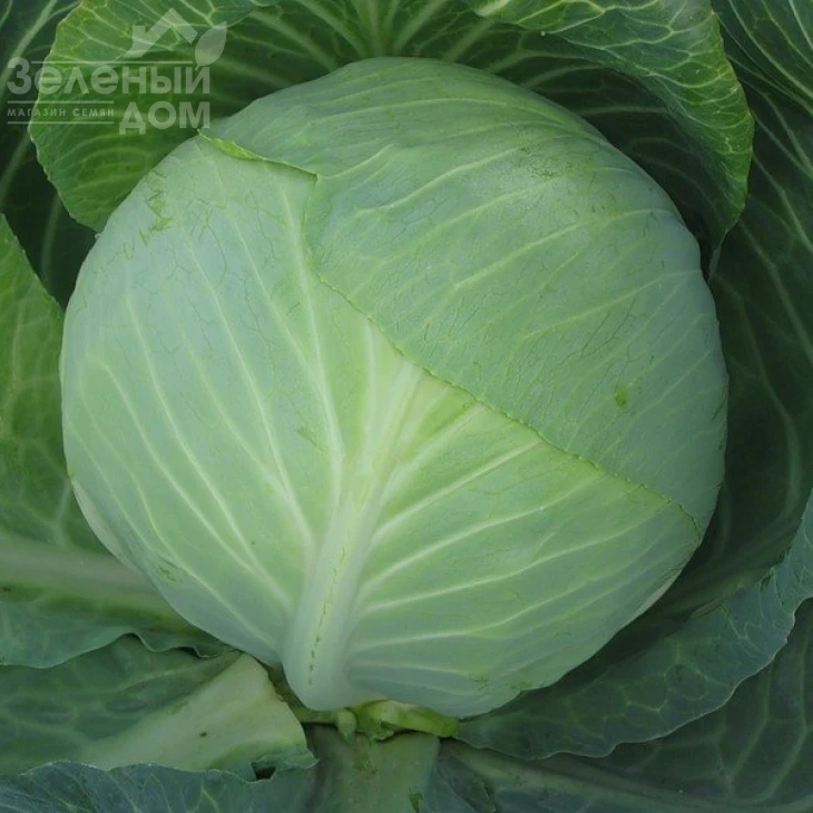 Анкома F1 / Ancoma F1,120-130 дней фото 1