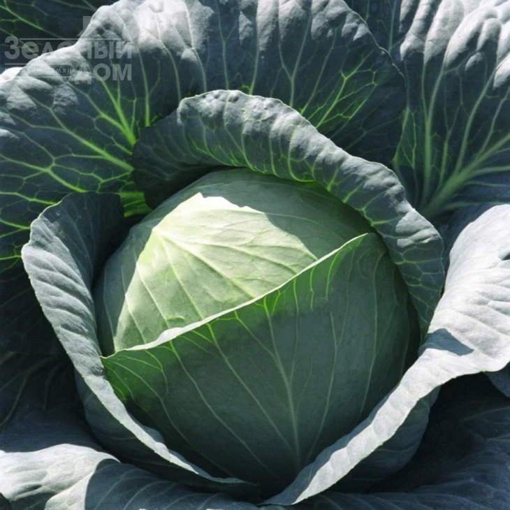 Трансам F1 / Transam F1,128 дней фото 1