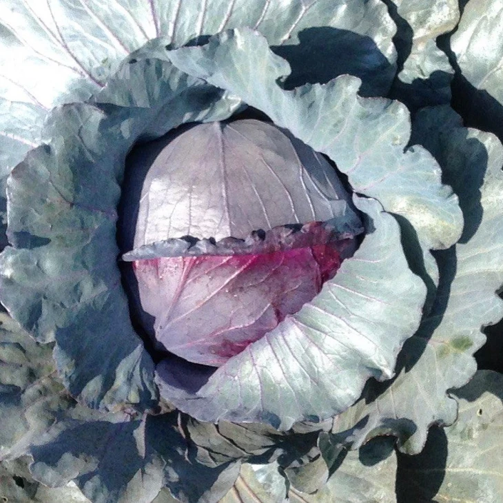 Ред Класс F1 / Red Klass F1,80-85 дней фото 1