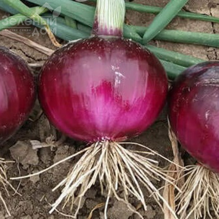 Фабула F1 / Fabula F1 фото 2