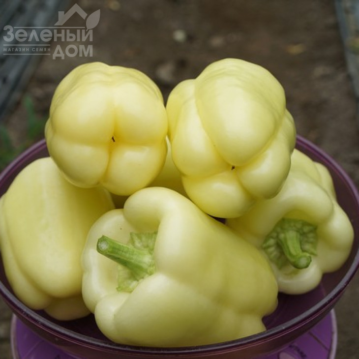 Мадонна F1 / Madonna F1,60-65 днів фото 2