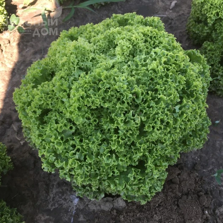 Даби / Dabi фото 1