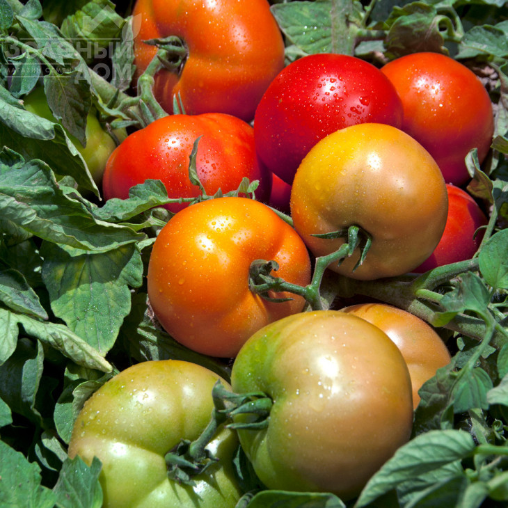 Трібека F1 / Tribeca F1,70-75 днів фото 1