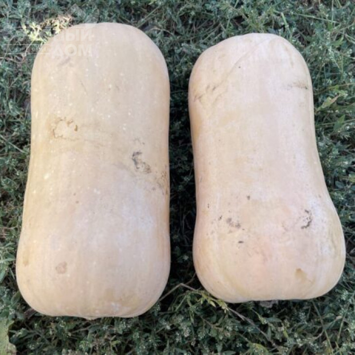 Баррель F1 / Barrel F1, 95 днів фото 3