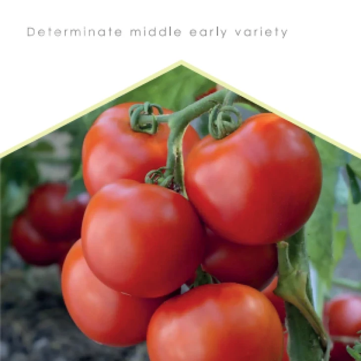 Дар Заволжья / Dar Zavolzhya фото 1