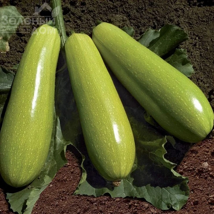 Язума F1 (КС 3714 F1) / Yazuma F1 (KS 3714 F1),35-40 дней фото 1