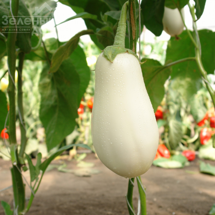 Бібо F1 / Bibo F1,50-55 днів фото 1