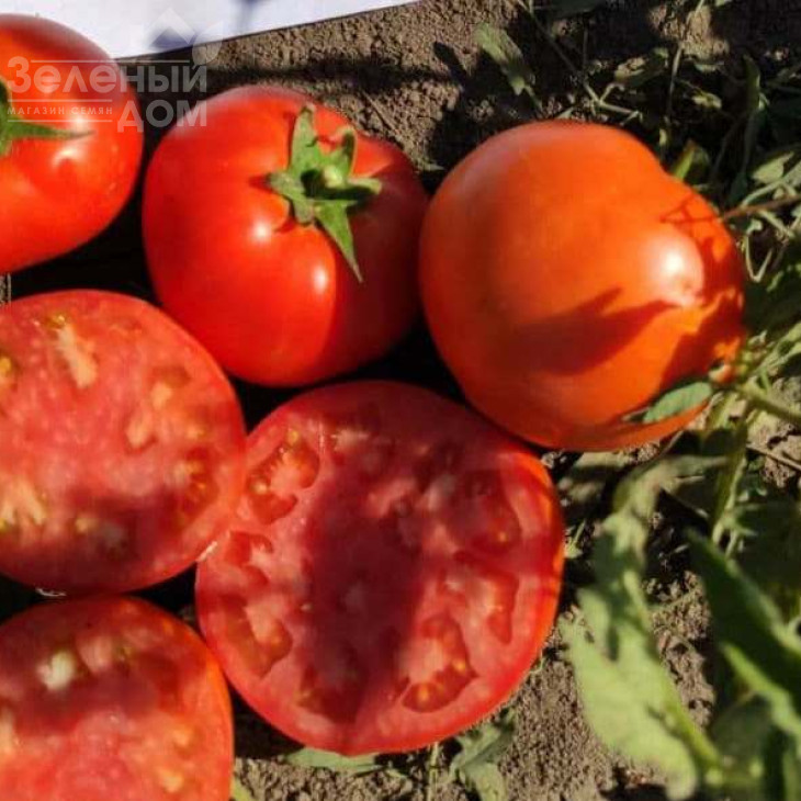 БТ 236 F1 / BT 236 F1,80-85 днів фото 1