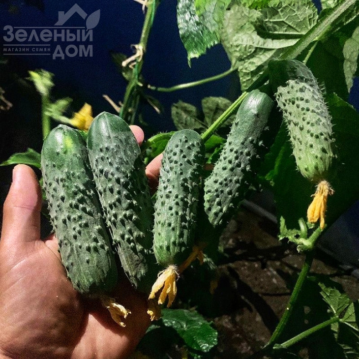 Ансгар F1 / Ansgar F1, 32-35 днів фото 2