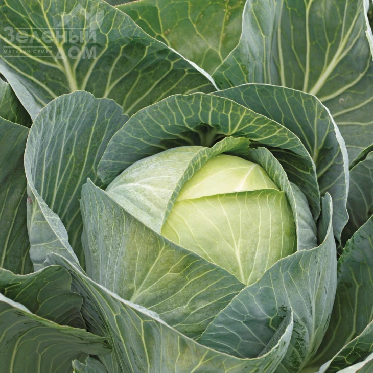 Сторидор F1 / Storidor F1,130-135 дней фото 1