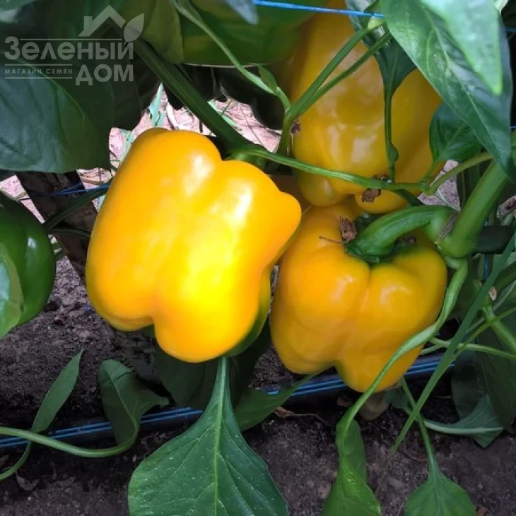 Абей F1 / Abey F1 фото 1