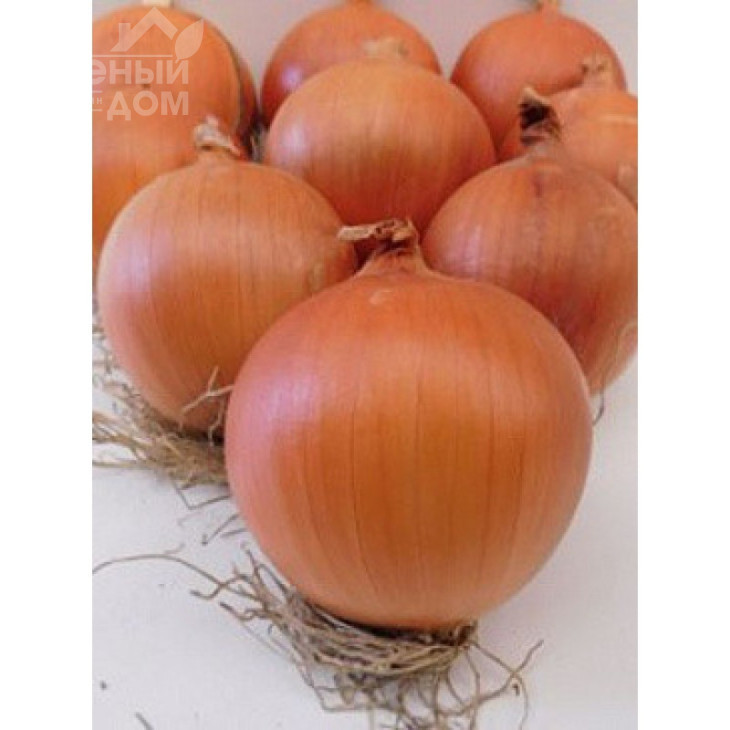 Скапіно F1 / Skapino F1,105-110 днів фото 1