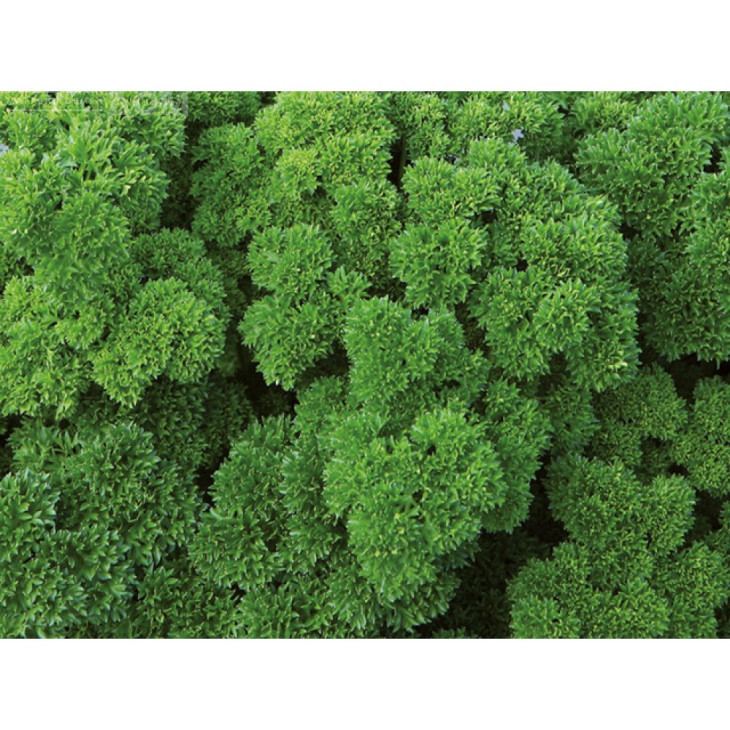 Вега / Vega,60-70 днів фото 2