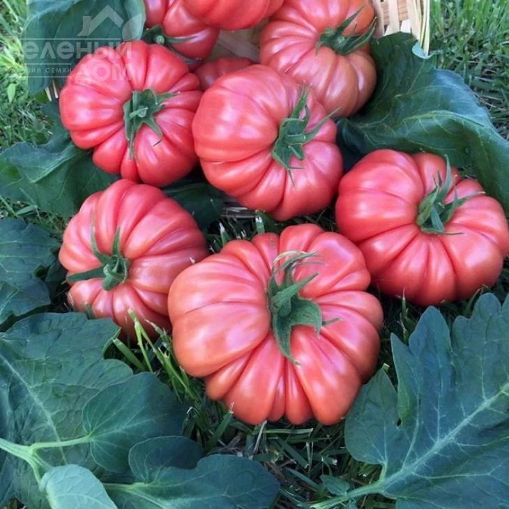 Пинк Кой F1 / Pink Coy F1,105-115 дней фото 2