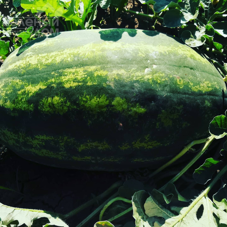 Монро F1 (INX 1723) / Monro F1 (INX 1723),60-62 дні фото 1