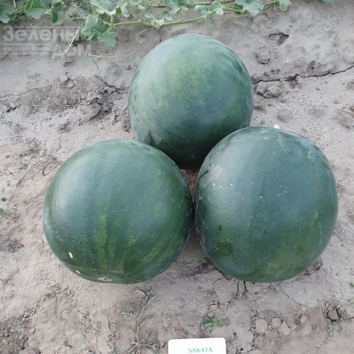 Фаер Бол F1 / Fire Ball F1, 55-50 днів фото 2