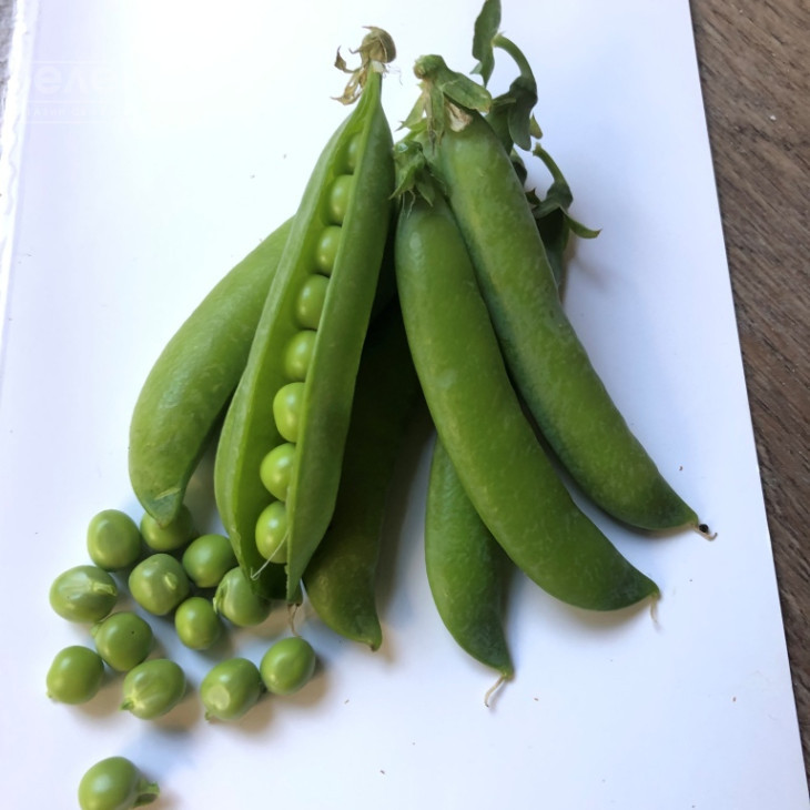 Продіджі / Prodydzhy, 70-75 днів фото 3