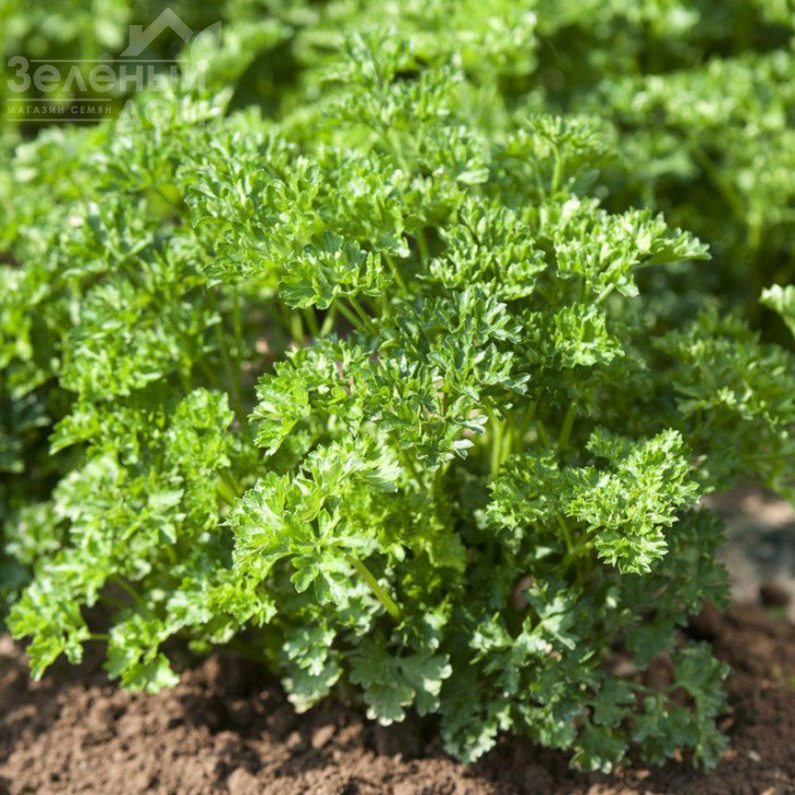 Фрісе (Робуст) / Frise (Robust),30-45 днів фото 1