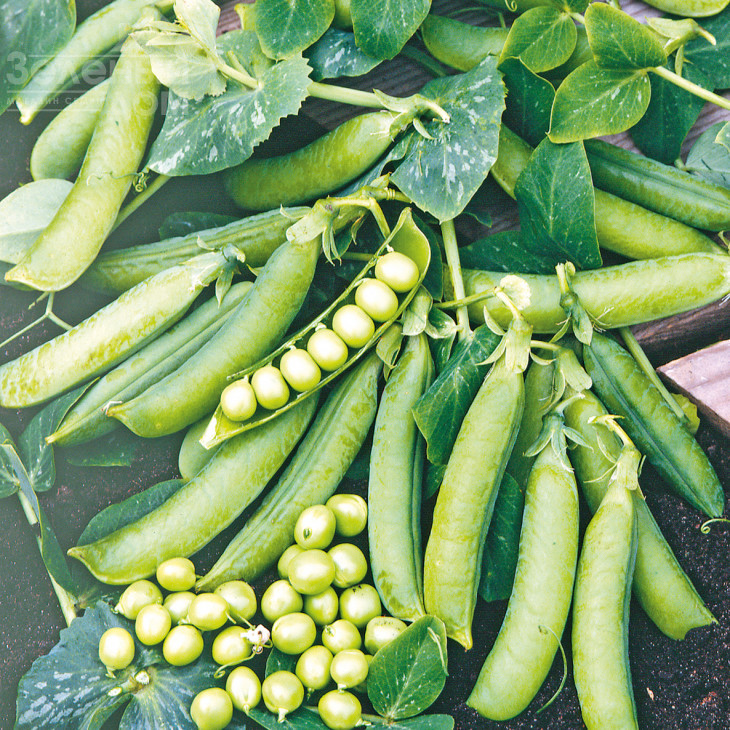 Преладо / Prelado, 58 днів фото 2