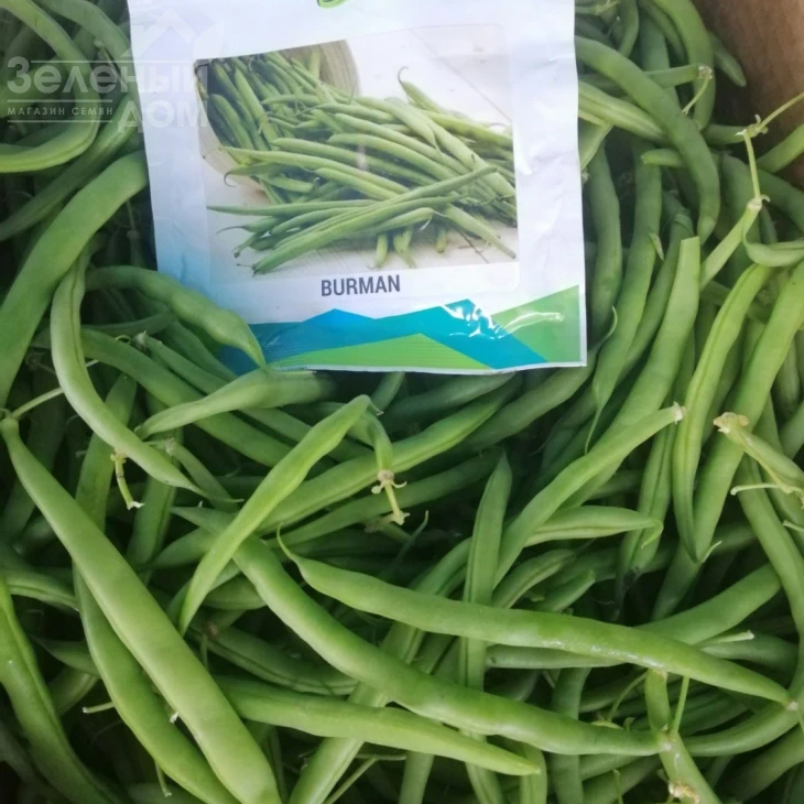 Бурмен / Burman фото 4