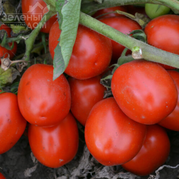 1015 F1 / 1015 F1, 100 днів фото 2