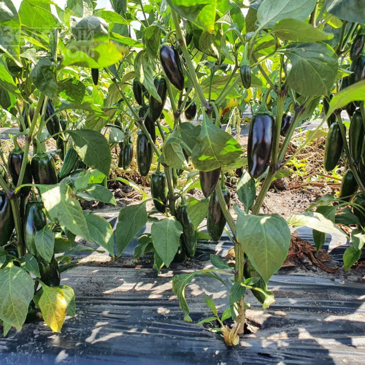 Моджаве F1 / Modzhave F1 фото 4