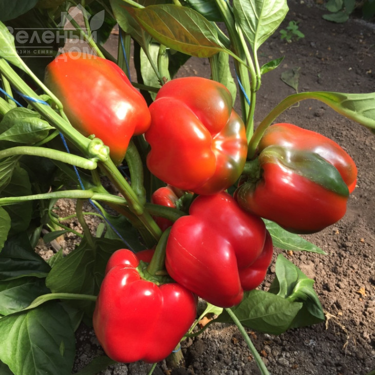 Арістотель F1 / Aristotel F1,70-75 днів фото 4