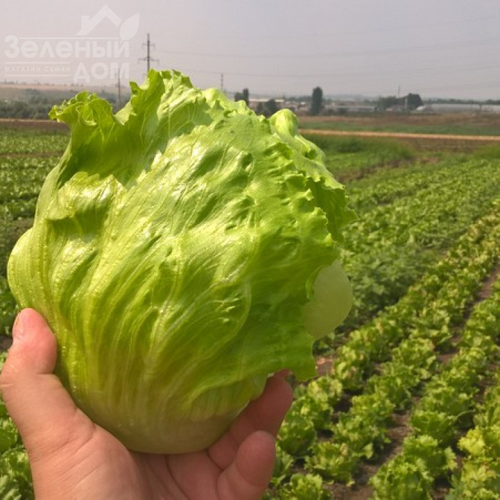 Глендана / Glendana фото 2