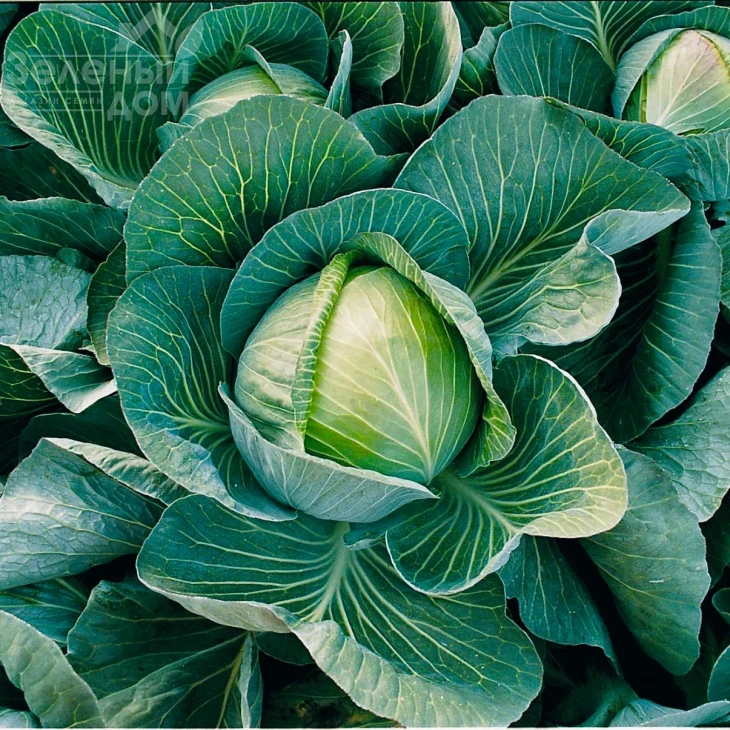 Харрикейн F1 / Hurricane F1,97 дней фото 1