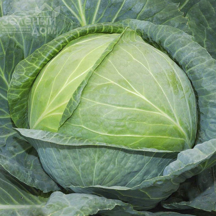 Одіссей F1 / Odissey F1 фото 1