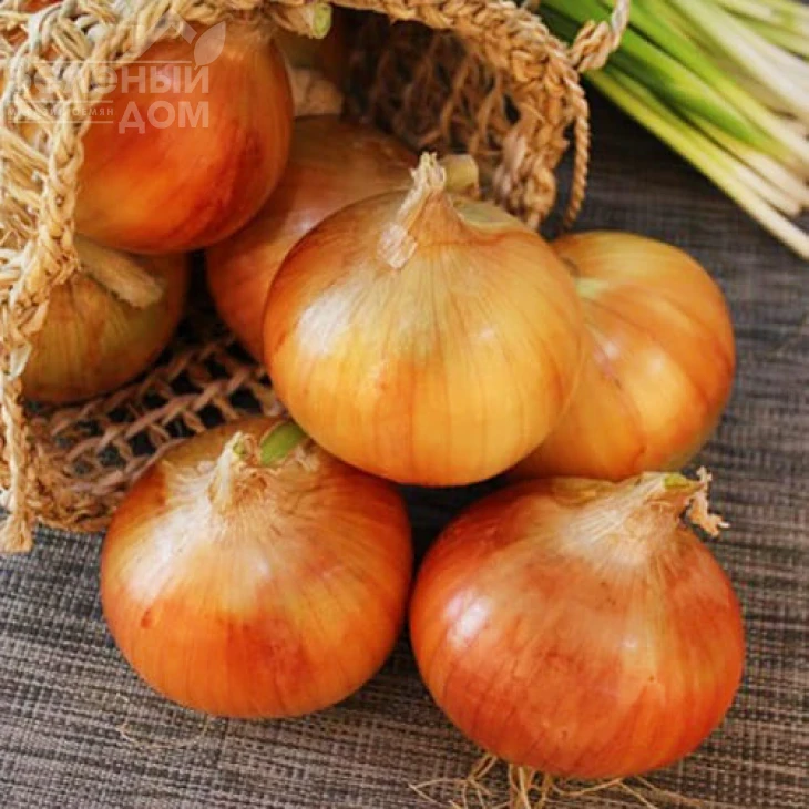 Халцедон / Chalcedony фото 1