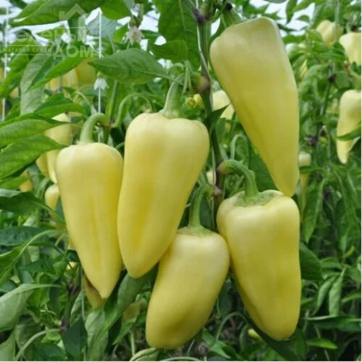 Суперами F1 / Superamy F1,60-70 дней фото 1