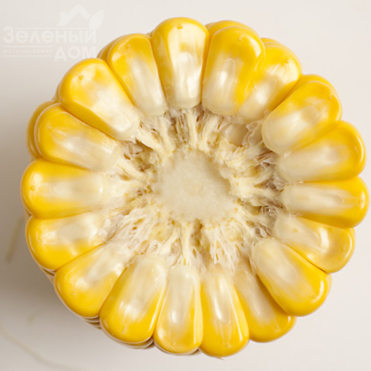 ГСС 8529 F1 / GSS8529 F1,80 днів фото 2