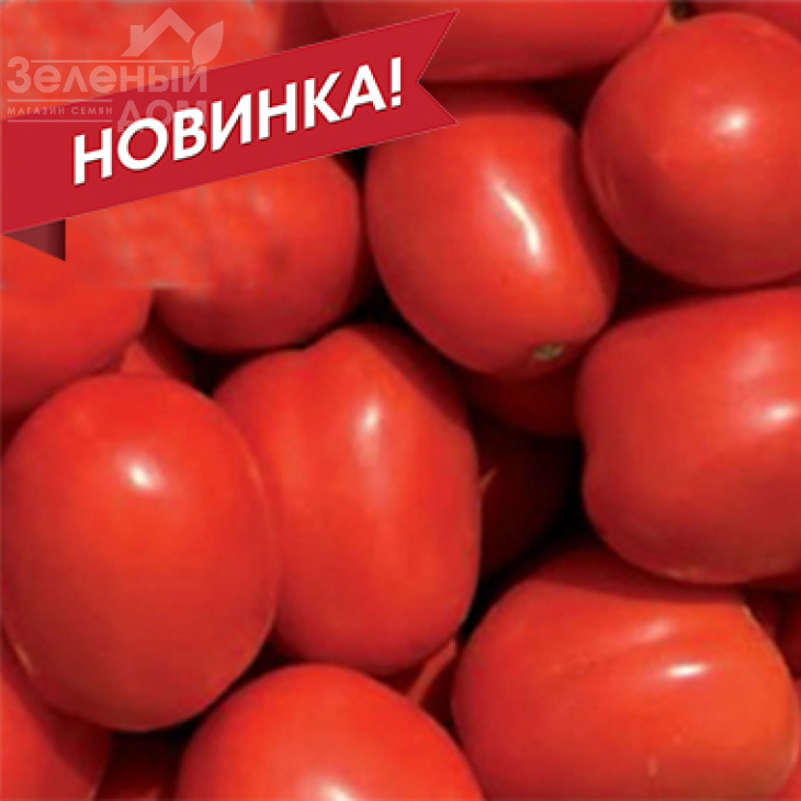 Сентоса F1 / Sentosa F1,85-90 днів фото 2