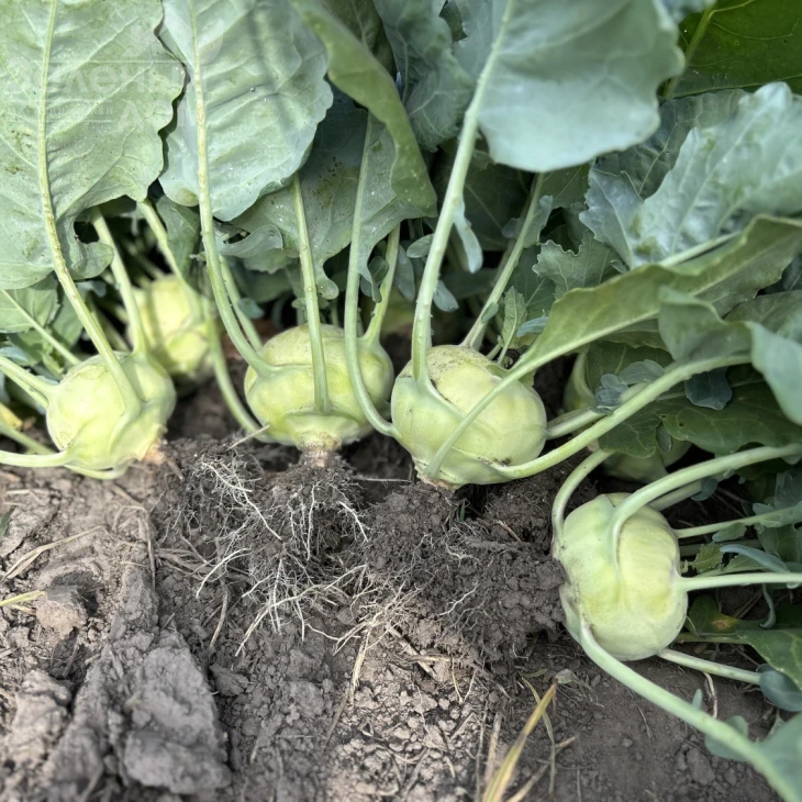 Квик Стар F1 / Kvik Star F1 фото 2