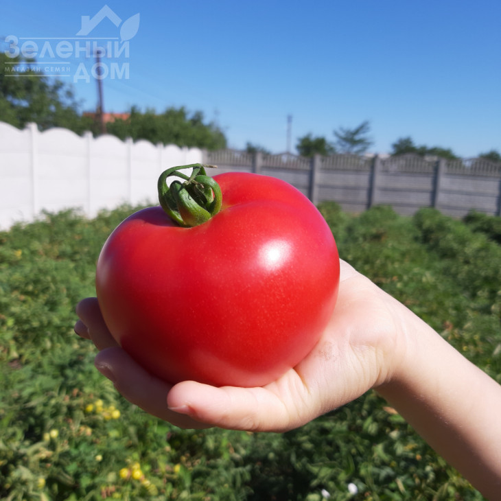 Селла F1 / Sella F1, 58-62 дні фото 6