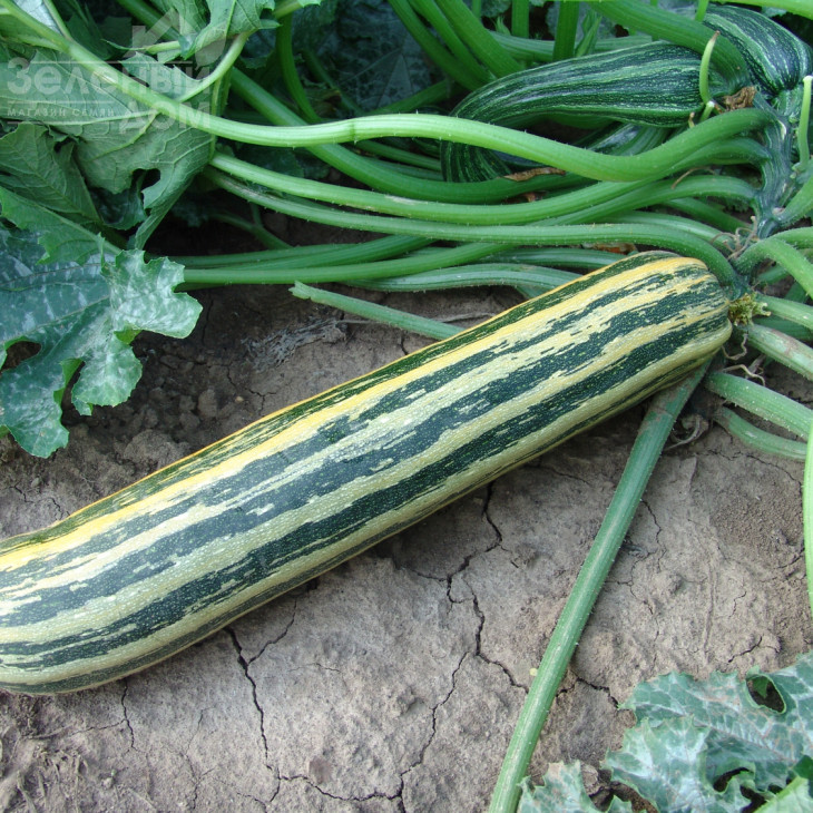 Тапір / Tapir фото 1