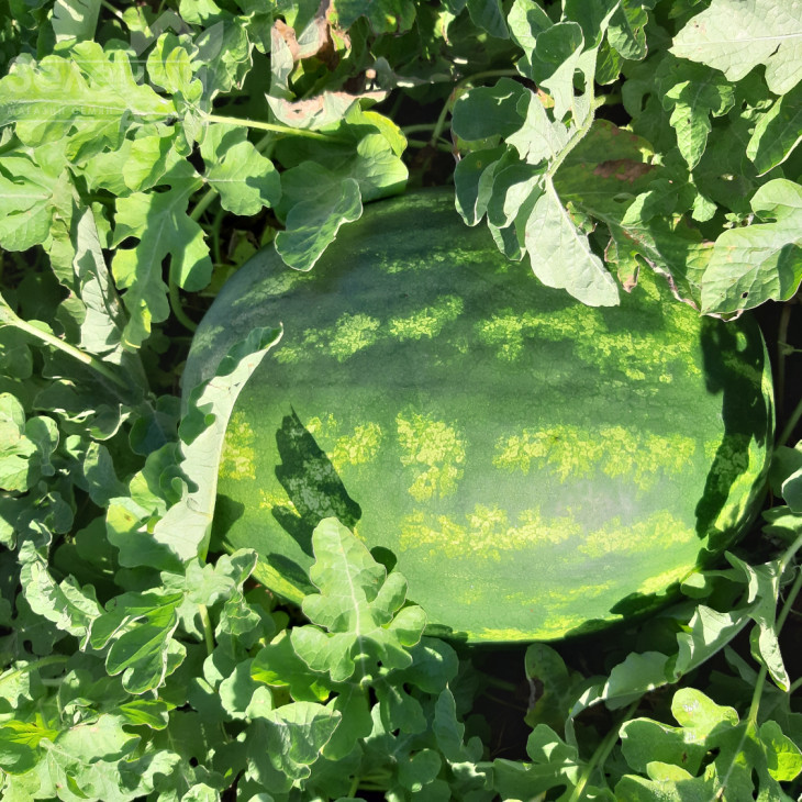 Брендон F1 / Brandon F1, 62-65 днів фото 2