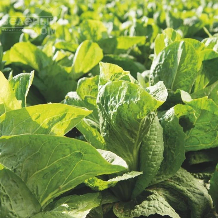 Весперо F1 / Vespero F1,80-90 дней фото 2