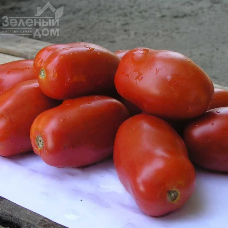 Инкас F1 / Incas F1,95-100 дней фото 1