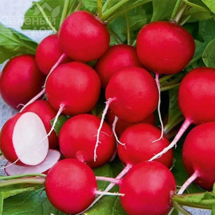 Сакса 2 / Saxa 2,25-30 дней фото 1