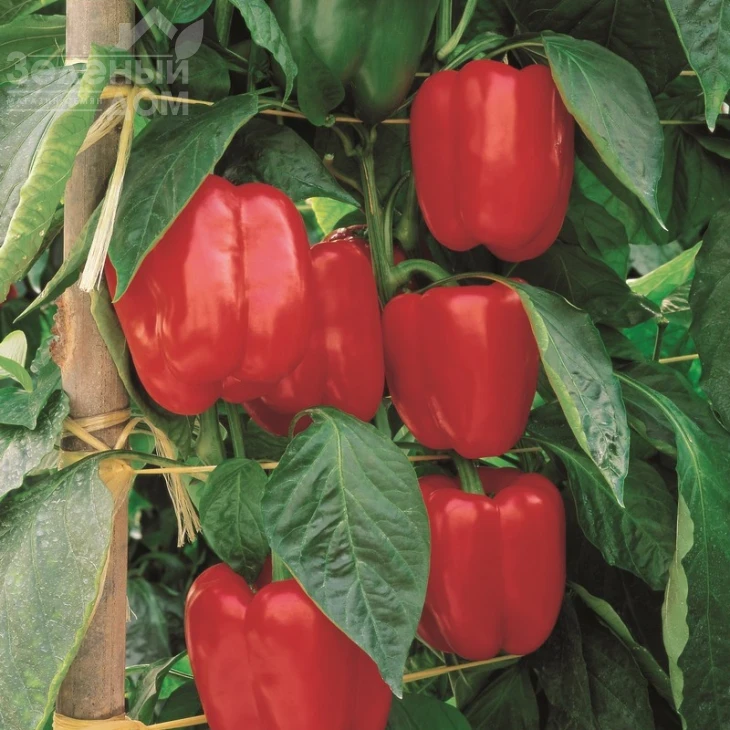 Мазурка F1 / Mazurka F1,80-85 дней фото 1